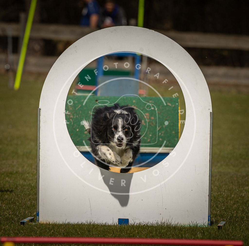 Pfotenfotografie_DV3A5978 | Hundefotografie, Tierfotograf, Pfotenfotografie, Fotoshooting Hund, Hunde Portrait, Hundesport, Hundeportraits, Heideshooting, Hunde, Sportfotograf, Hundefotograf, Turnierhundsport, THS,  - Realisiert mit Pictrs.com