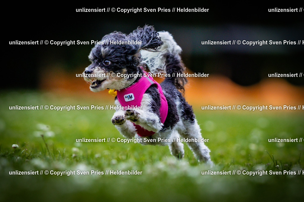Sven Pries | 2025-05-29 - Pudelrennen KA-Durlach - Realisiert mit Pictrs.com