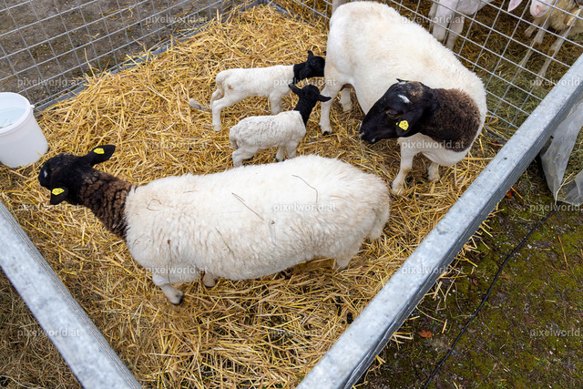 SchaZie-Tag Feldkirchen | Bildershop von pixelworld.at - Realisiert mit Pictrs.com