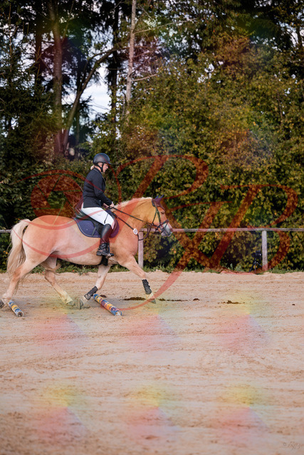 2026_10_03_Siefer-Hof_145227_Z81_31465223 | Professionelle Reitsport-, Turnier- und Eventfotografie von Robert Broda. Galerien mit ausgewählten und bearbeiteten Bildern direkt online ansehen und bestellen.