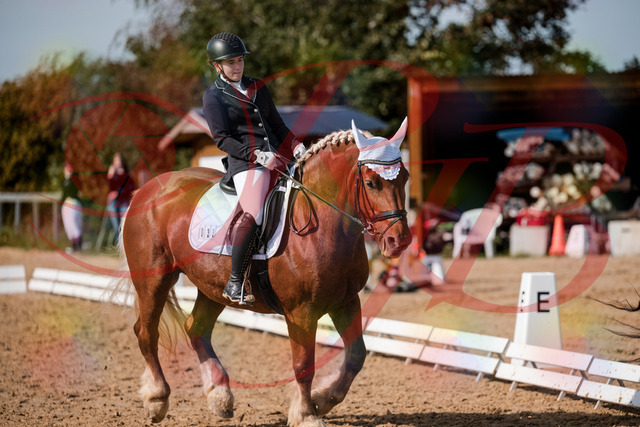 2026_10_03_Siefer-Hof_130442_Z63_67728972 | Professionelle Reitsport-, Turnier- und Eventfotografie von Robert Broda. Galerien mit ausgewählten und bearbeiteten Bildern direkt online ansehen und bestellen.