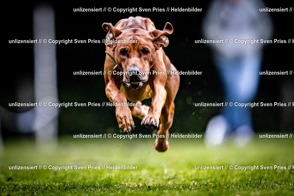 Sven Pries | 2025-10-03 - Hunderennen Obergrombach - Realisiert mit Pictrs.com