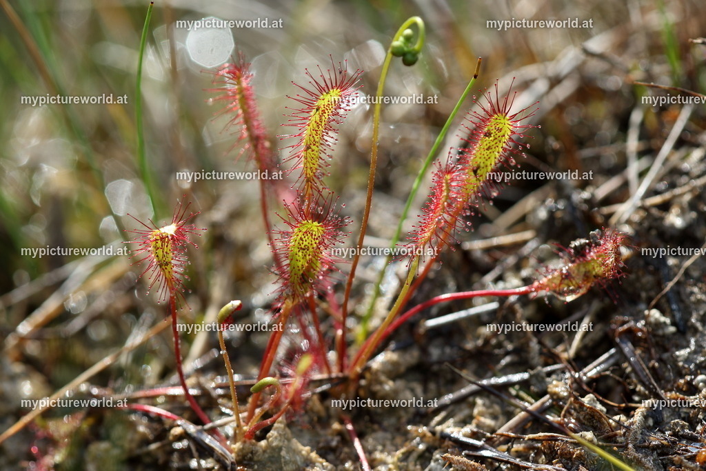 Langblättriger Sonnentau-001 | Das Bilderarchiv über Tiere, Planzen und Landschaften. In der Bilddatenbank finden Sie ein große Auswahl an hochwertigen Bilder für Ihre Werbung - Realized with Pictrs.com