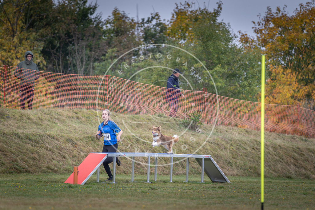 Pfotenfotografie_DV3A0394 | Hundefotografie, Tierfotograf, Pfotenfotografie, Fotoshooting Hund, Hunde Portrait, Hundesport, Hundeportraits, Heideshooting, Hunde, Sportfotograf, Hundefotograf, Turnierhundsport, THS,  - Realisiert mit Pictrs.com