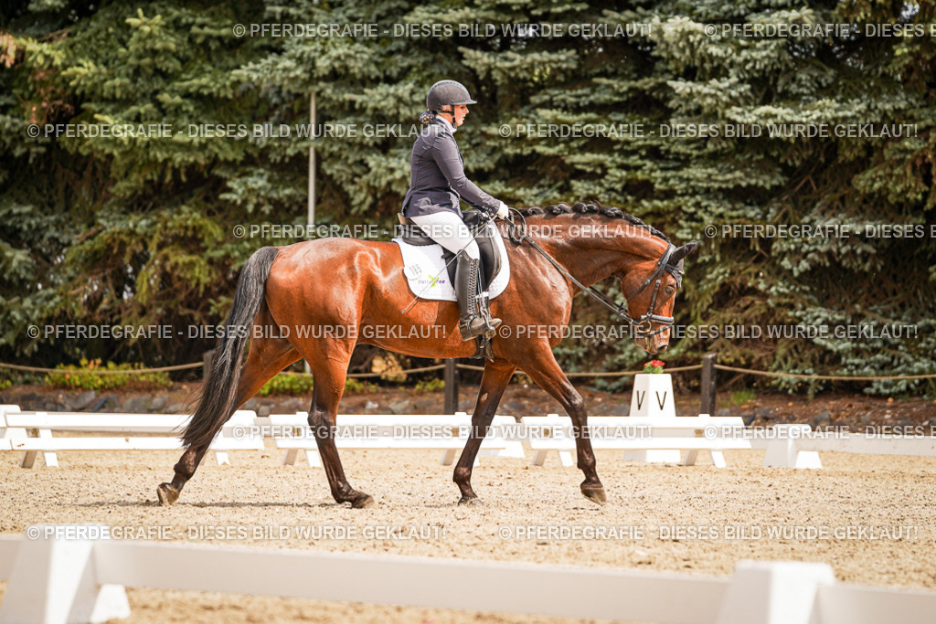 DSC01712 | Pferdegrafie