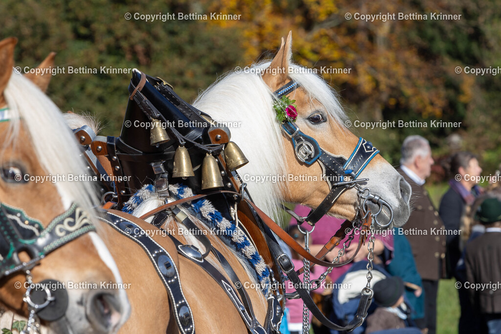 LBT24-1396 | foto-bettina-krinner - Realisiert mit Pictrs.com