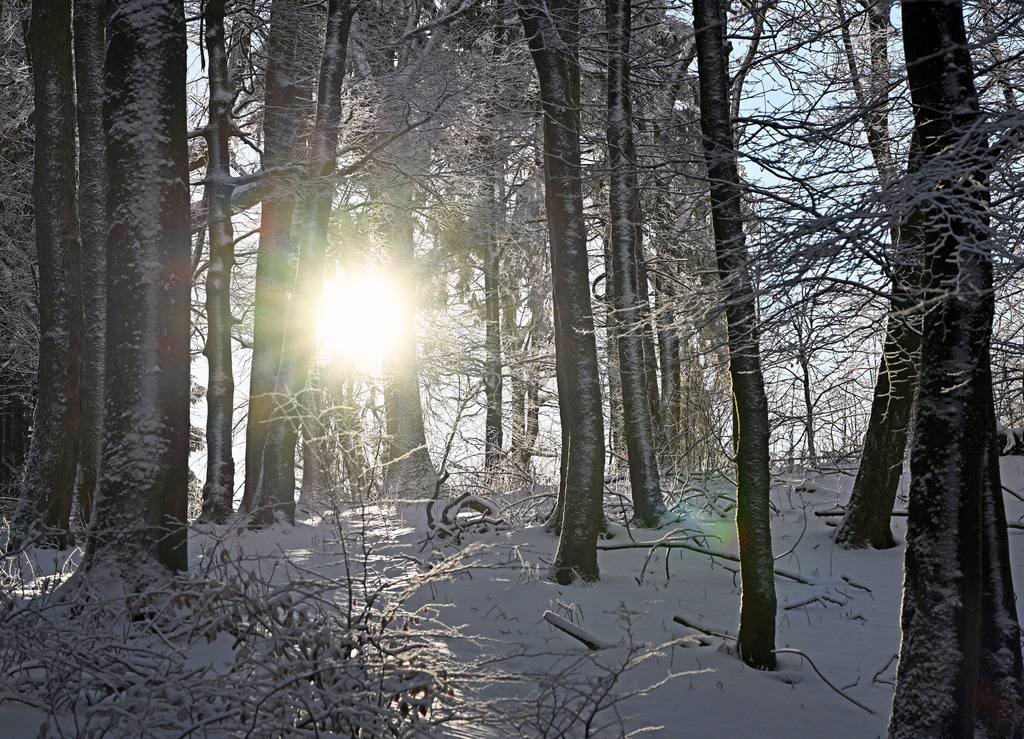 Geba260111-Winterwald05 | lucisnaturbilder - Realisiert mit Pictrs.com