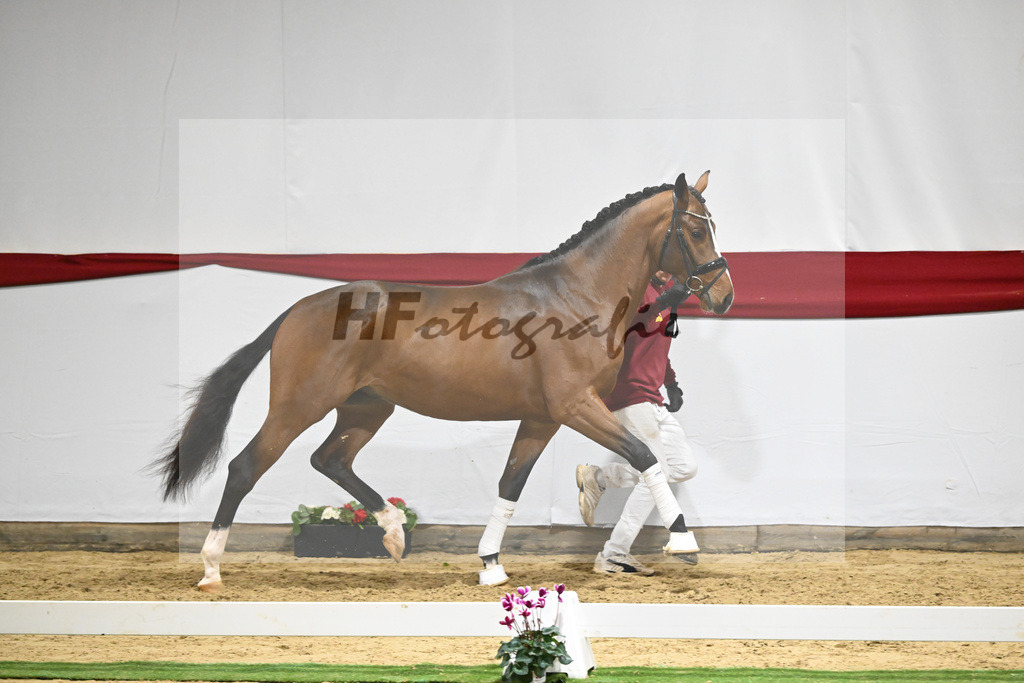 Kat-Nr. 62 v. DSP Topas_Schepper_63221841 | hf-fotografie - Realizzato con Pictrs.com