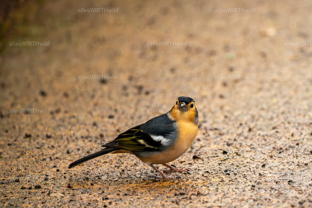 allesWIRTHgut Tierfotografie - allesWIRTHgut.de - 7IV06932 | Entdecke die faszinierende Welt der Natur- und Wildlife-Fotografie von Daniel und Bärbel. Inspirierende Bilder von wilden Tieren und kleinen Naturwundern.
