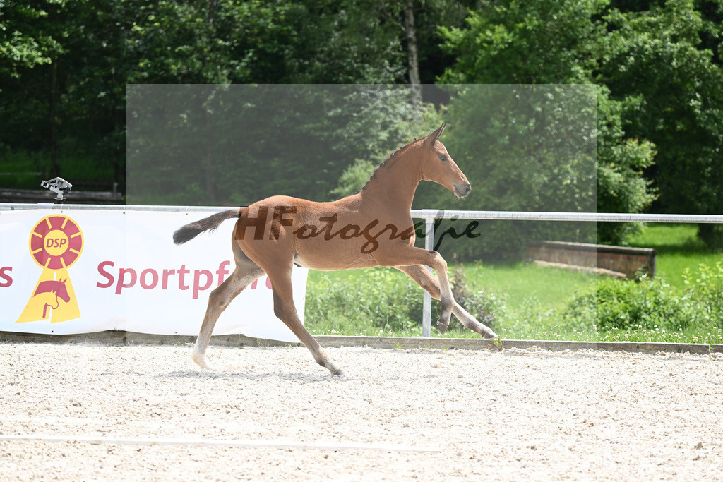 Viva Vitalis x Locksley III_SF_Ochs_20240495 | hf-fotografie - Realizzato con Pictrs.com