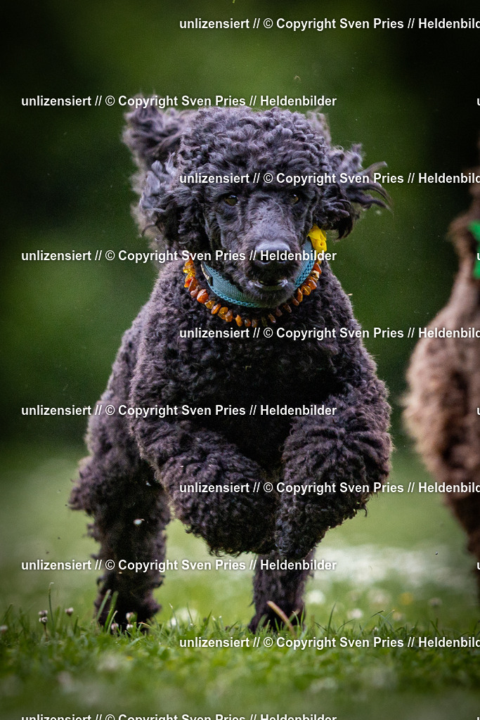 Sven Pries | 2025-05-29 - Pudelrennen KA-Durlach - Realisiert mit Pictrs.com