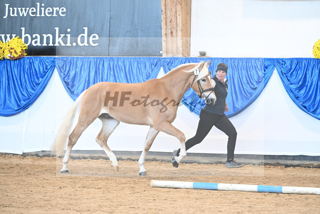 Kat-Nr. 7 Wingo vam Wickert v. Winterzauber_Zur Werra_48250851 | hf-fotografie - Realisiert mit Pictrs.com