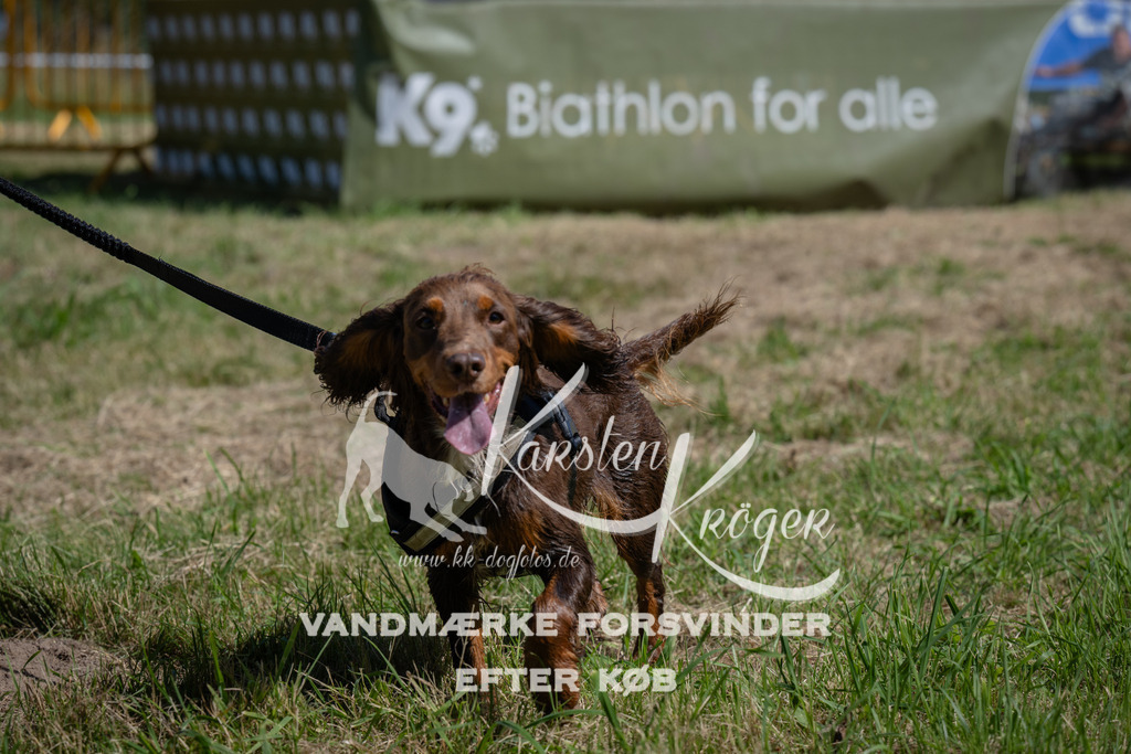 1145_ZZ92261 | kk-dogfotos
