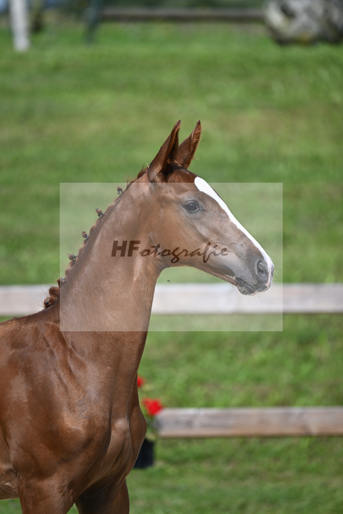 Light Star x Rotgold_HF_Bauer_29240100 | hf-fotografie - Realisiert mit Pictrs.com