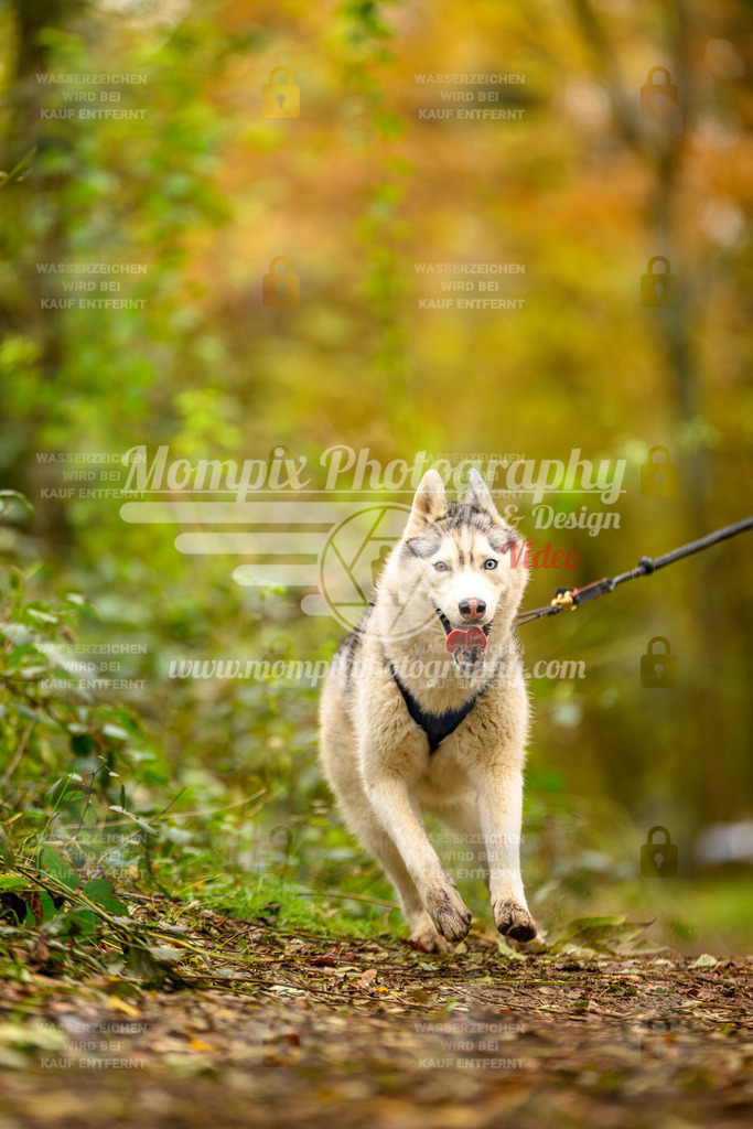 MompixPhotography_Bischwiller24_SA_Canicross-91 | PayLife