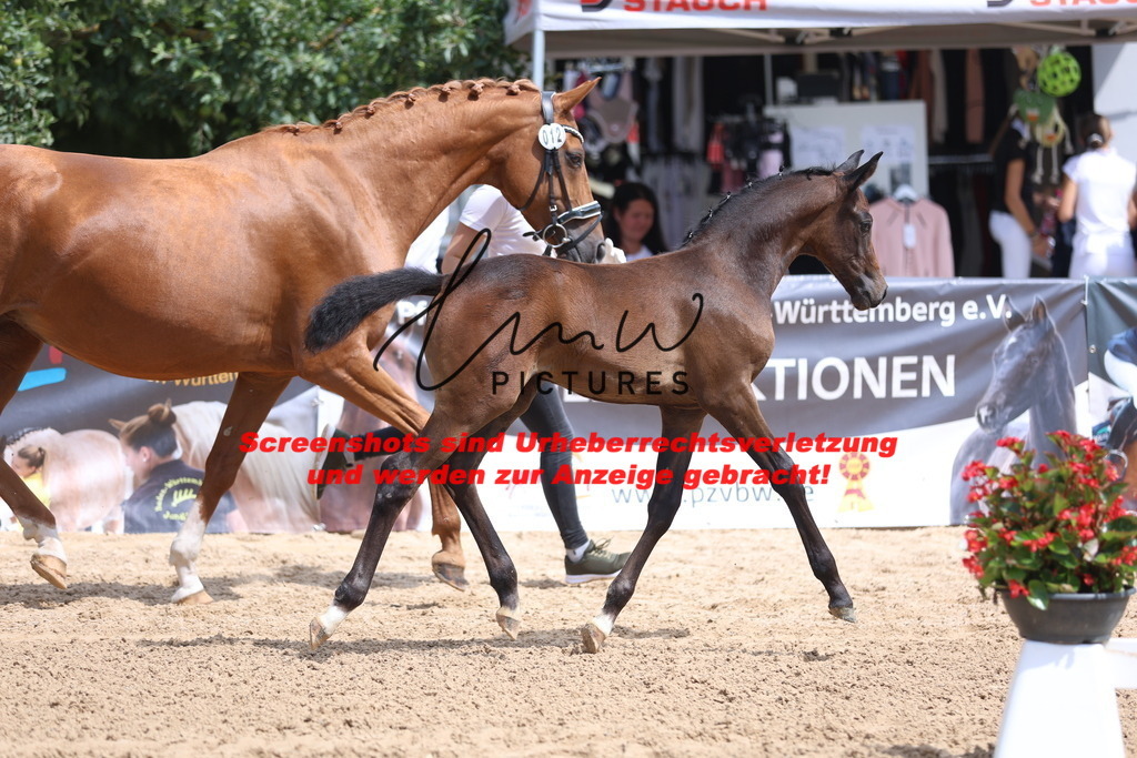 Fohlenschau_Schwäbisch_Hall_dressurbetonte_Fohlen_KN 12_8 | lmwpictures - Realisiert mit Pictrs.com