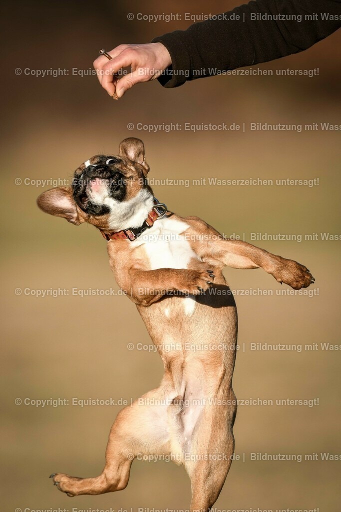20190217_Hund_0037 | Foto: Thomas Hartig