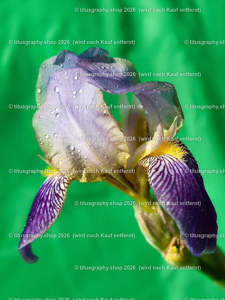 titusgraphy_P5279376-vz-ln | titusgraphy-shop: Geschenkideen mit Qualitätsfotos. titusgraphy-shop: gift ideas with quality photos. titusgraphy-shop: idées cadeaux avec photos de qualité.  - Realisiert mit Pictrs.com