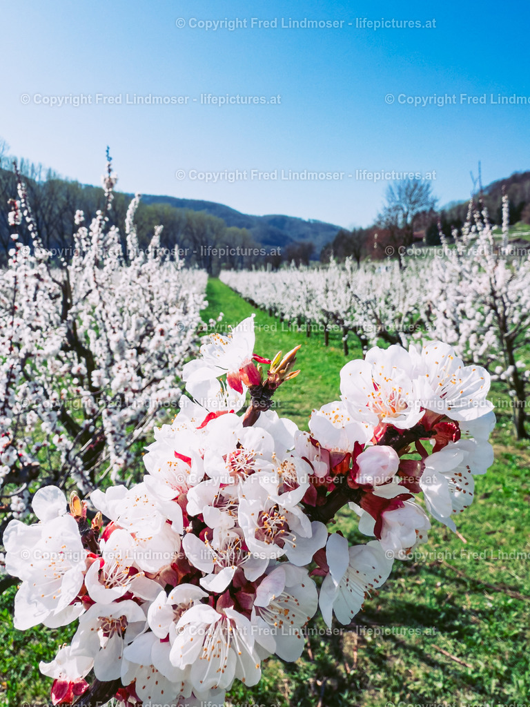 Wachau 04042025 _ Fred Lindmoser-0864 | Fotos und Fotoprodukte - Realisiert mit Pictrs.com