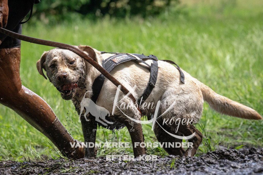 1145_ZZ94487 | kk-dogfotos