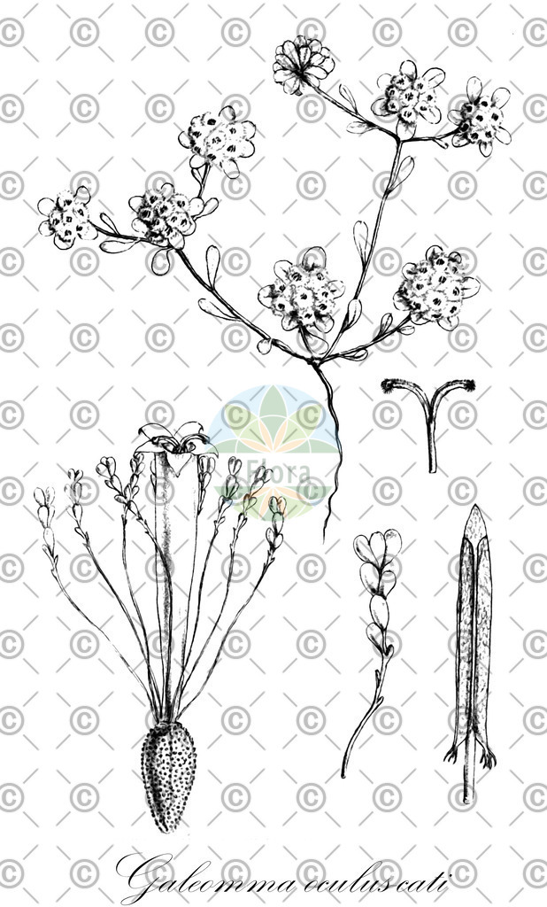 HistAbb_wfo-0000968107_1_ENZY_Simple | Historische Abbildung von Galeomma oculus-cati - Asteraceae | Historical Illustration of Galeomma oculus-cati - Asteraceae