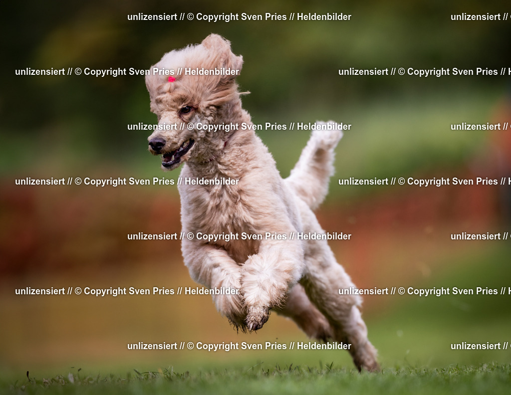 Sven Pries | 2024-04-21 - Hunderennen Baden-Oos
Foto: Sven Pries - Realisiert mit Pictrs.com