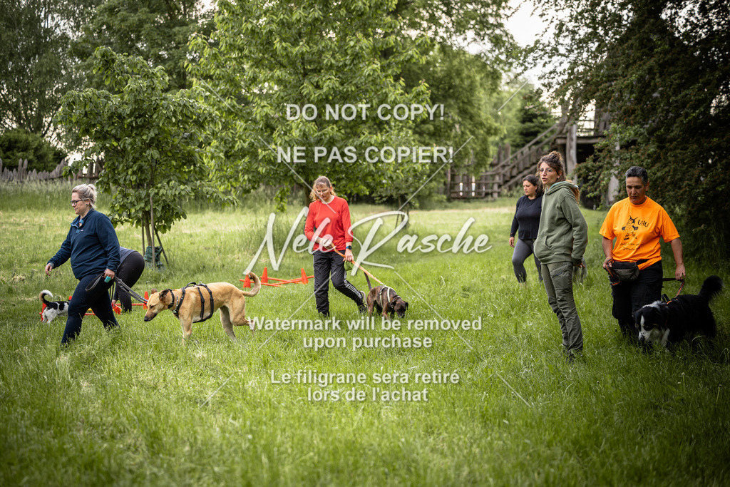 nelerasche_So-earlydog_99 | nelerasche