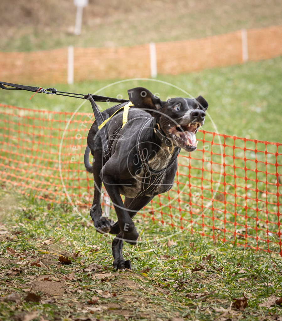 Pfotenfotografie_DV3A7172 | Hundefotografie, Tierfotograf, Pfotenfotografie, Fotoshooting Hund, Hunde Portrait, Hundesport, Hundeportraits, Heideshooting, Hunde, Sportfotograf, Hundefotograf, Turnierhundsport, THS,  - Realisiert mit Pictrs.com