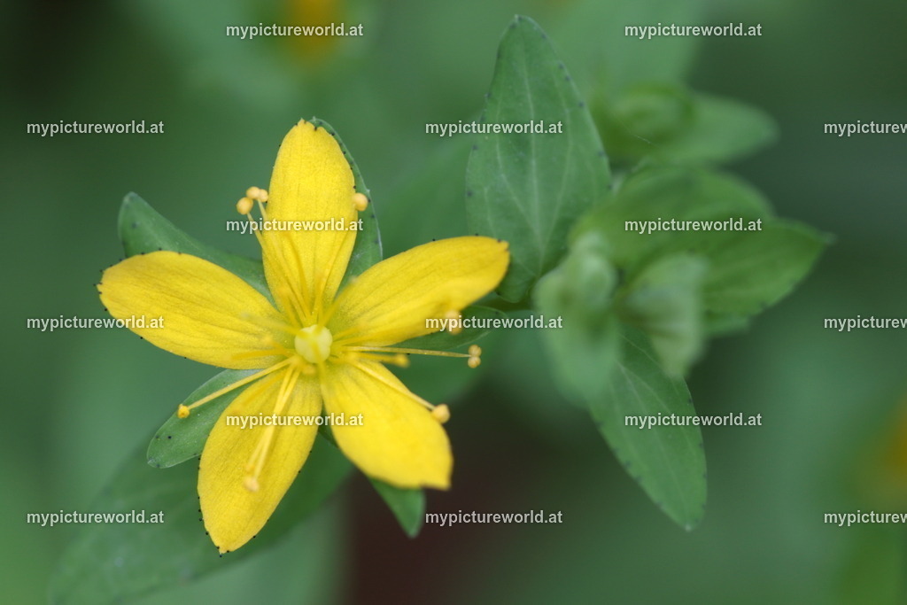 Niederliegendes Johanniskraut-002 | Das Bilderarchiv über Tiere, Planzen und Landschaften. In der Bilddatenbank finden Sie ein große Auswahl an hochwertigen Bilder für Ihre Werbung - Realisiert mit Pictrs.com