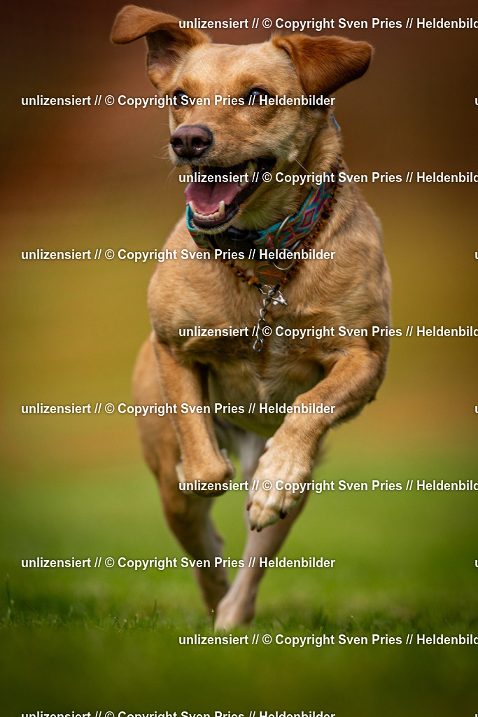 Sven Pries | 2024-09-22 - Hunderennen Baden-BadenPudelverein - Realisiert mit Pictrs.com