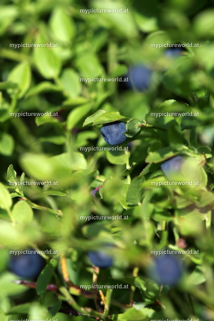 Heidelbeere-006 | Das Bilderarchiv über Tiere, Planzen und Landschaften. In der Bilddatenbank finden Sie ein große Auswahl an hochwertigen Bilder für Ihre Werbung - Realisiert mit Pictrs.com
