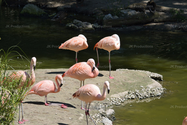 Pelikane | Fotos, Fotos kaufen,  Fotos von Stadt und Land, Fotos von Tieren. - Realisiert mit Pictrs.com
