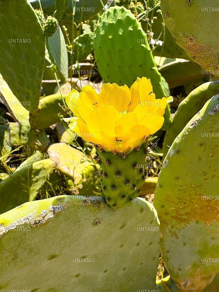 kaktusBlüteFarbe | untamo - Realisiert mit Pictrs.com