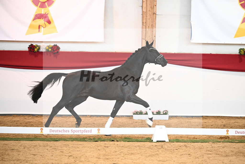 Kat-Nr. 33 Glamourdale x Vitalis_Beckmann_43231003 | hf-fotografie - Realisiert mit Pictrs.com