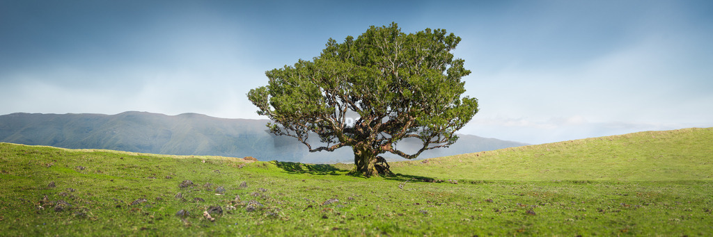 Natur-in-Bildern-by-stativkunst.de-003 | Exklusive Hamburg collagen, tolle Segelbilder und viele weitere tolle Motive auf Leinwand, Poster, Alu-Dibond, u.v.m. findet Ihr bei uns auf hamburgbild.de. Findet Euer Wandbild für Euer Zuhause, Büro oder die  Praxis…. - Realisiert mit Pictrs.com