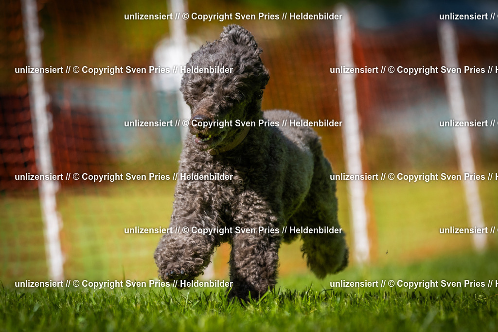 Hunderennen_April_2026_890 | 2026-04-26 - Hunderennen Baden-Oos April 2026 - Realisiert mit Pictrs.com