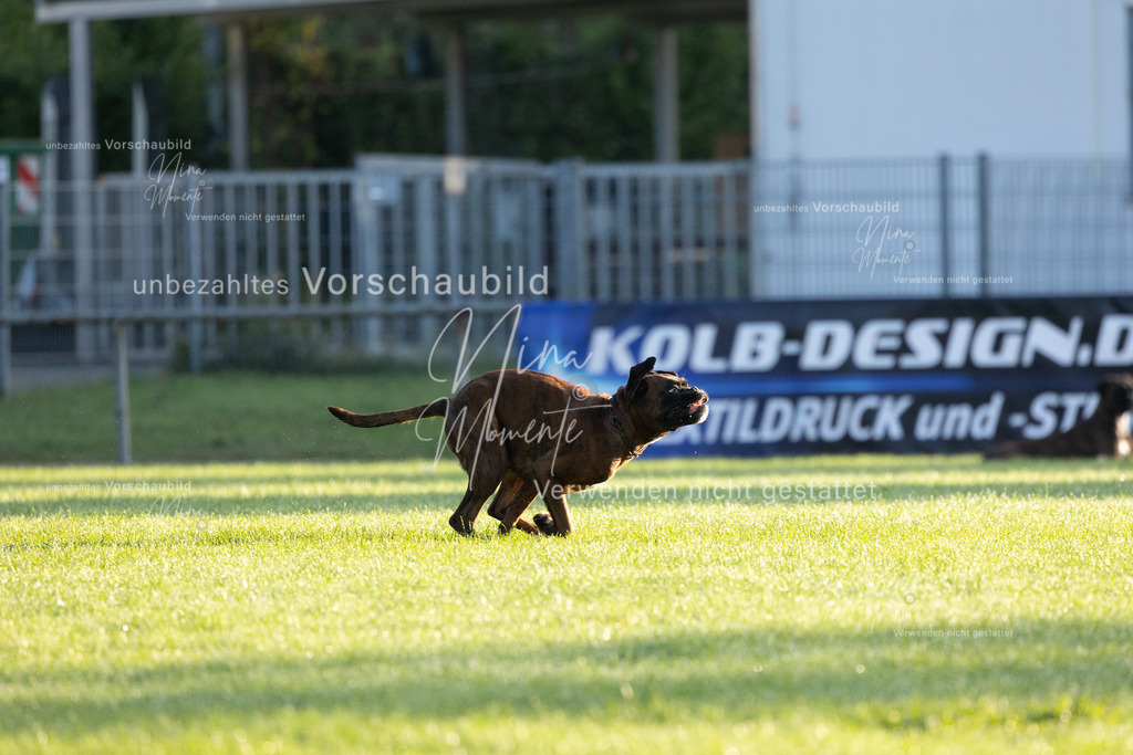 _16A5995 | Einzigartige Fotos von Hunden & Menschen –Actionfotos, Portraits, Vereinsaufnahmen & Paarshootings – authentisch, lebendig & mit Herz.