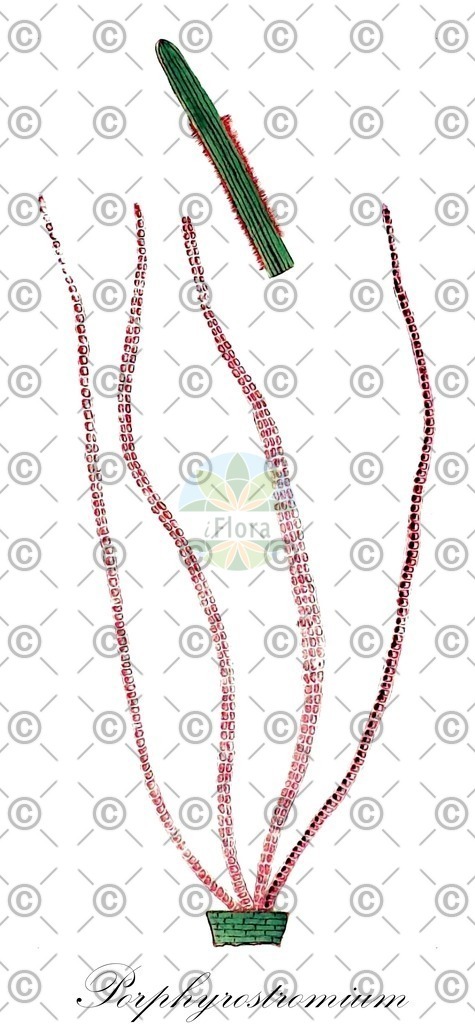 HistAbb_wfo-0000281067_1_ENZY_Simple | Historische Abbildung von Porphyrostromium - Erythrotrichiaceae (0) | Historical Illustration of Porphyrostromium - Erythrotrichiaceae (0)