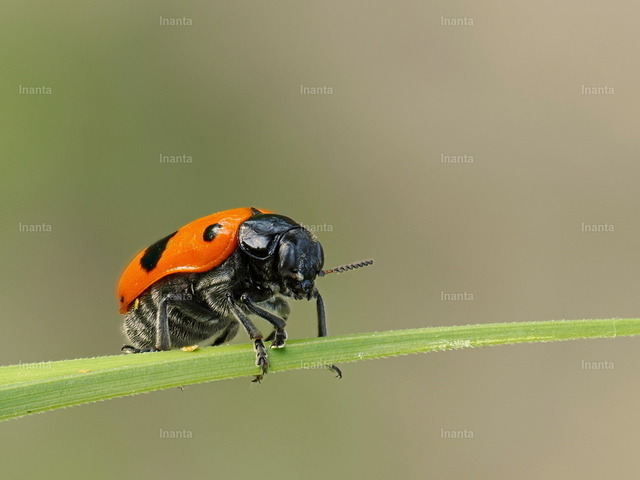 Ameisensackkäfer (Clytra laeviuscula) | Der Ameisensackkäfer (Clytra laeviuscula) ist ein 7–11 mm großer, walzenförmiger Blattkäfer mit orangeroten Flügeldecken und einer schwarzen Querbinde. Er gehört zur Familie der Blattkäfer; seine Larven entwickeln sich in Ameisennestern in einem selbst gebauten Kotsack. –  – The Ant Bag Beetle (Clytra laeviuscula) is a 7–11 mm cylindrical leaf beetle with orange-red elytra and a black transverse band. It belongs to the leaf beetle family; its larvae develop in ant nests inside a self-built fecal case. - Realisiert mit Pictrs.com