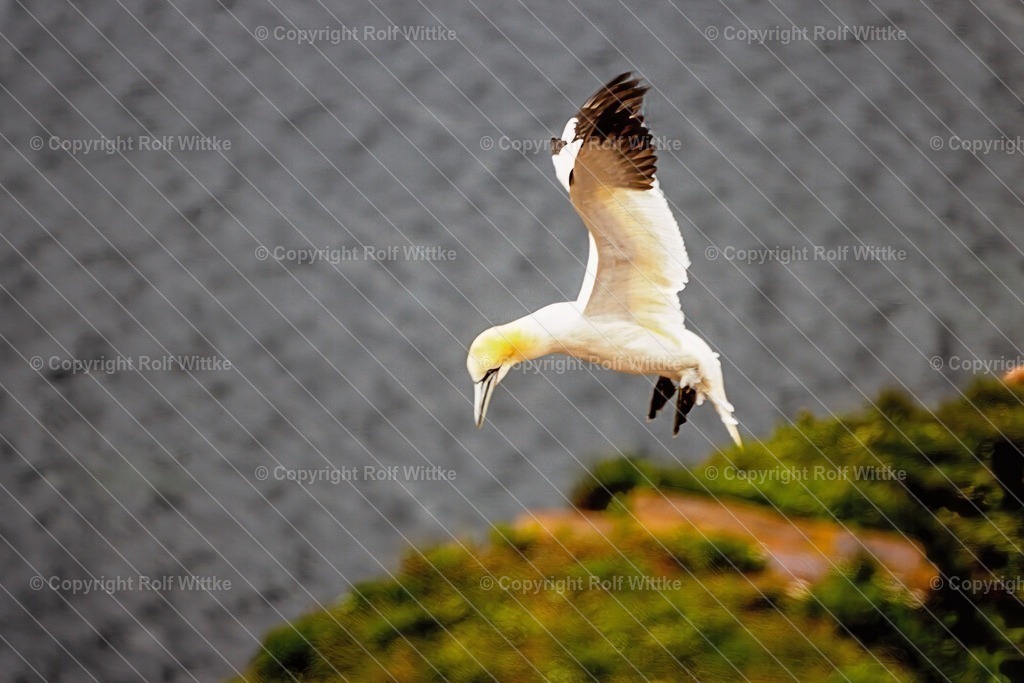 basstöpel1 | Die Landung auf den Felsenklippen der Nordsee - Realisiert mit Pictrs.com