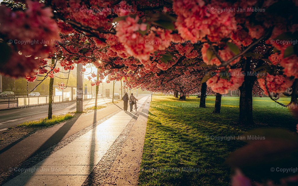 _DSC1750 | Leipzig Wandbilder Drucke Prints Leinwand Stadtmotive Leipzig Fotosdruck Kunstdrucke Bilder Leipzig Stadtansichten Acrylglasbilder Leipzig Wanddeko Fine Art Prints Wandbilder Büro Leipzig Bilder Praxis Zuhause Bilderdruck Poster Posterlounge Kunstdrucke - Realisiert mit Pictrs.com