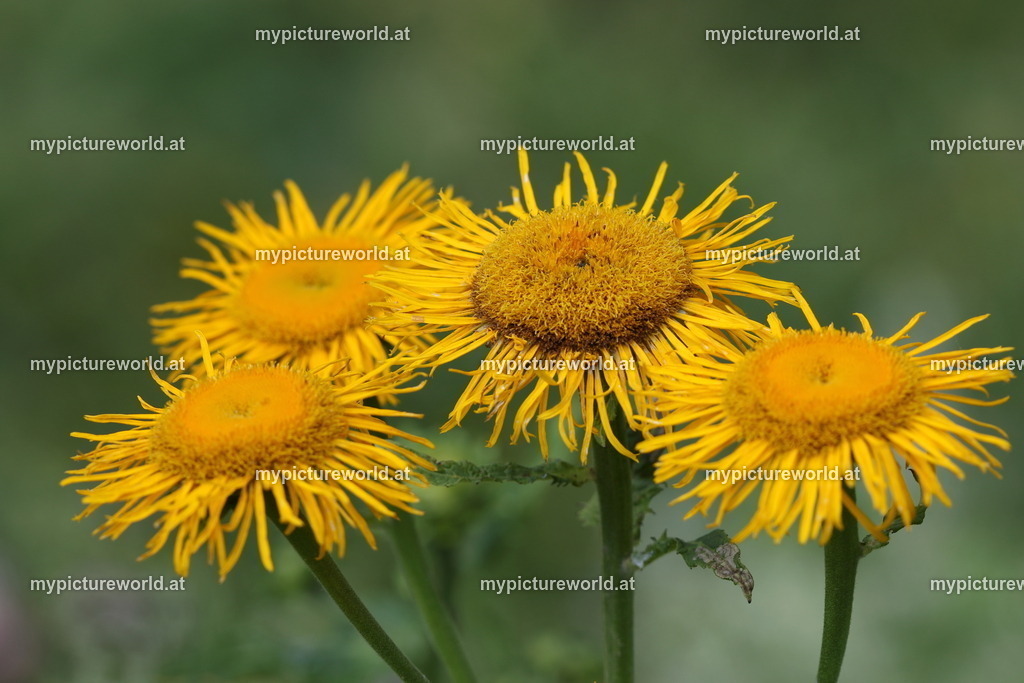 Große Telekie-001 | Das Bilderarchiv über Tiere, Planzen und Landschaften. In der Bilddatenbank finden Sie ein große Auswahl an hochwertigen Bilder für Ihre Werbung - Realisiert mit Pictrs.com