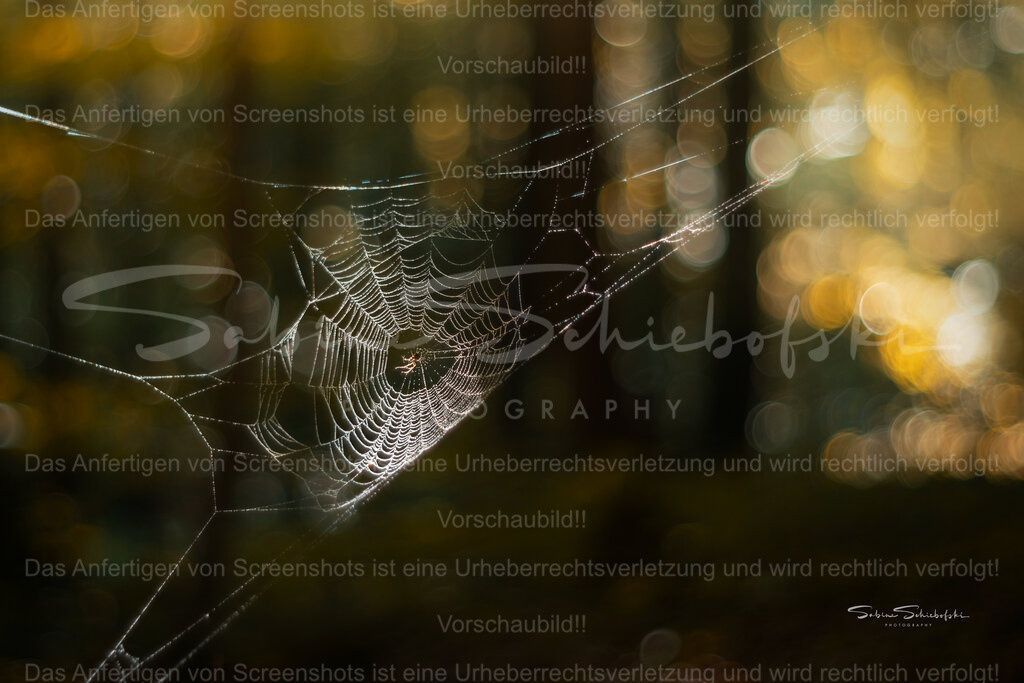 Herbststimmung | Das Bild zeigt ein filigranes Spinnennetz, das im Vordergrund scharf fokussiert ist. In der Mitte des Netzes sitzt eine kleine Spinne. Der Hintergrund ist unscharf (Bokeh-Effekt) und zeigt warme, goldene und grünliche Lichtpunkte, vermutlich Sonnenlicht, das durch Bäume im Wald fällt. Die feinen Fäden des Netzes reflektieren das Licht, wodurch sie zart glänzen. - Realisiert mit Pictrs.com