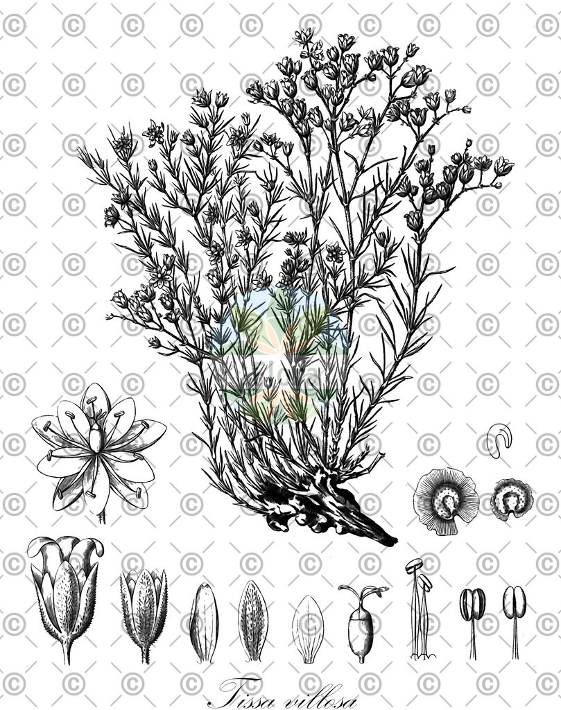 HistAbb_wfo-0001065118_1_ENZY_Simple | Historische Abbildung von Tissa villosa - Caryophyllaceae | Historical Illustration of Tissa villosa - Caryophyllaceae