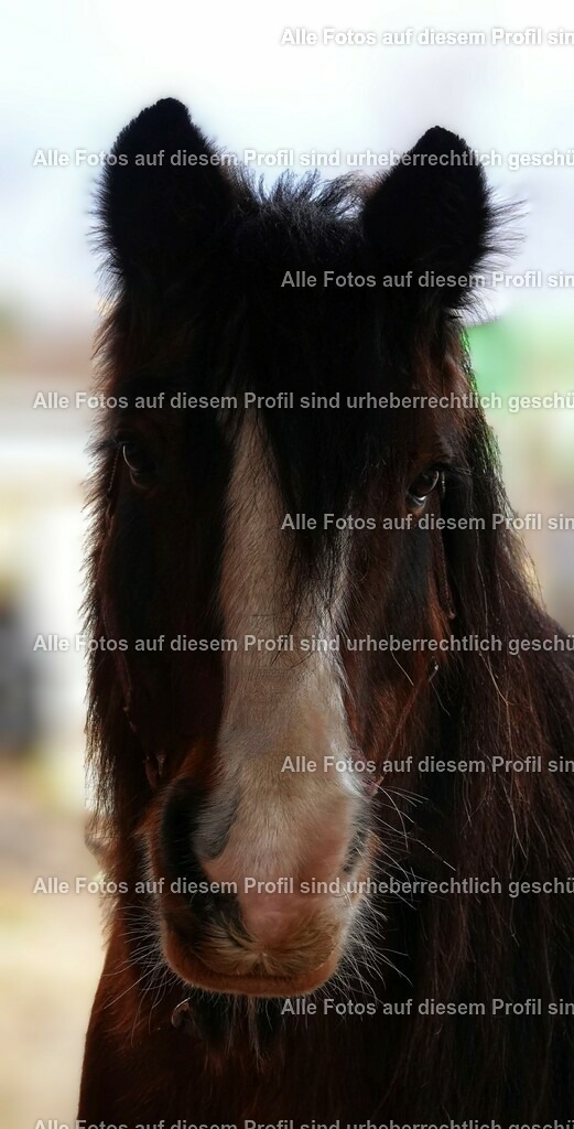 BMF04683-01_4 | krollfotografie - Realisiert mit Pictrs.com