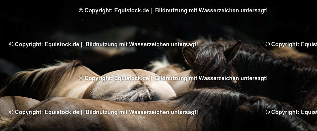 20150711_TOMsPiC_0213 | equistock