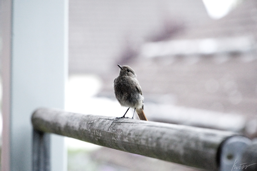 Vogel auf Balkon | In meinem Onlineshop biete ich nur sehr kritisch ausgewählte Fotografien an. Diese sind von meinen Reisen oder Kurztrips. Ich habe sie ausgewählt, da diese meiner Meinung Nach wunderbare Wandbilder darstellen.  - Realisiert mit Pictrs.com