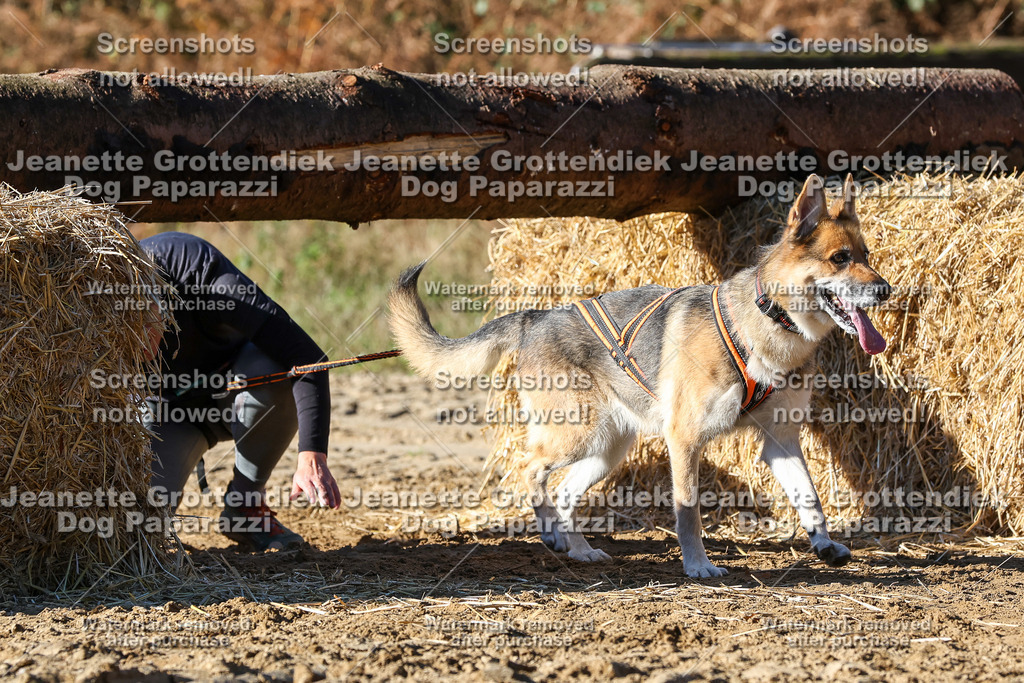 Dog Paparazzi - Strongdog 10-25-2411 | Dog Paparazzi Jeanette Grottendiek Fotografie & Videografie - Realisiert mit Pictrs.com