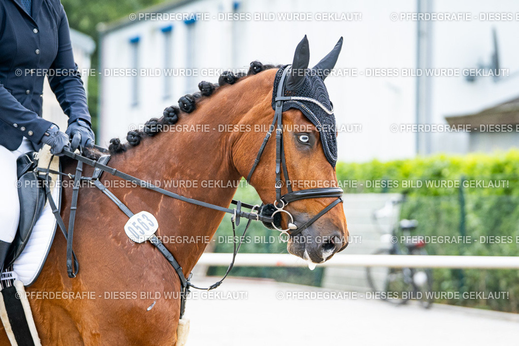 DSC08523 | Pferdegrafie