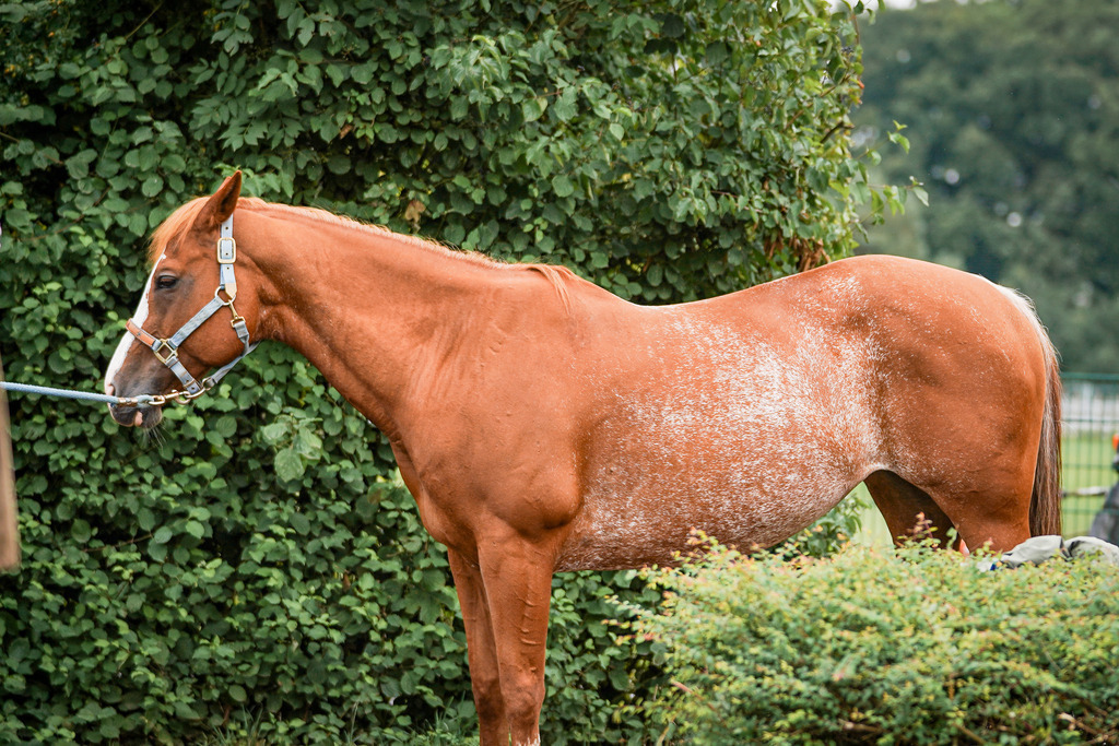 DSC04277 | Pferdegrafie